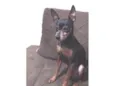 Cachorro raça Pinscher idade 6 ou mais anos nome Nick