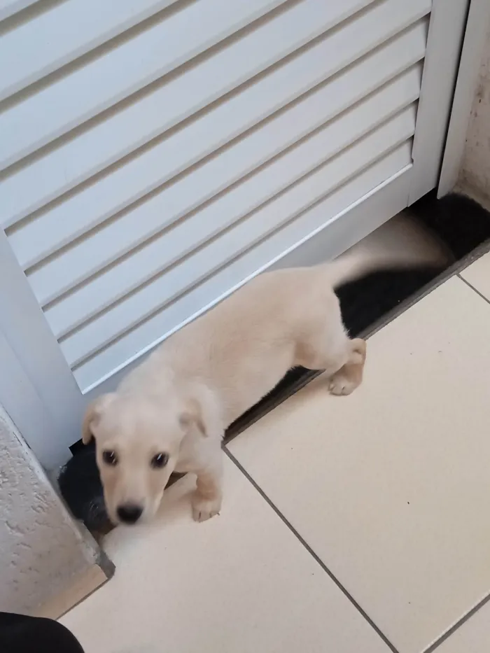 Cachorro ra a SRD com Labrador  idade 2 a 6 meses nome Mel