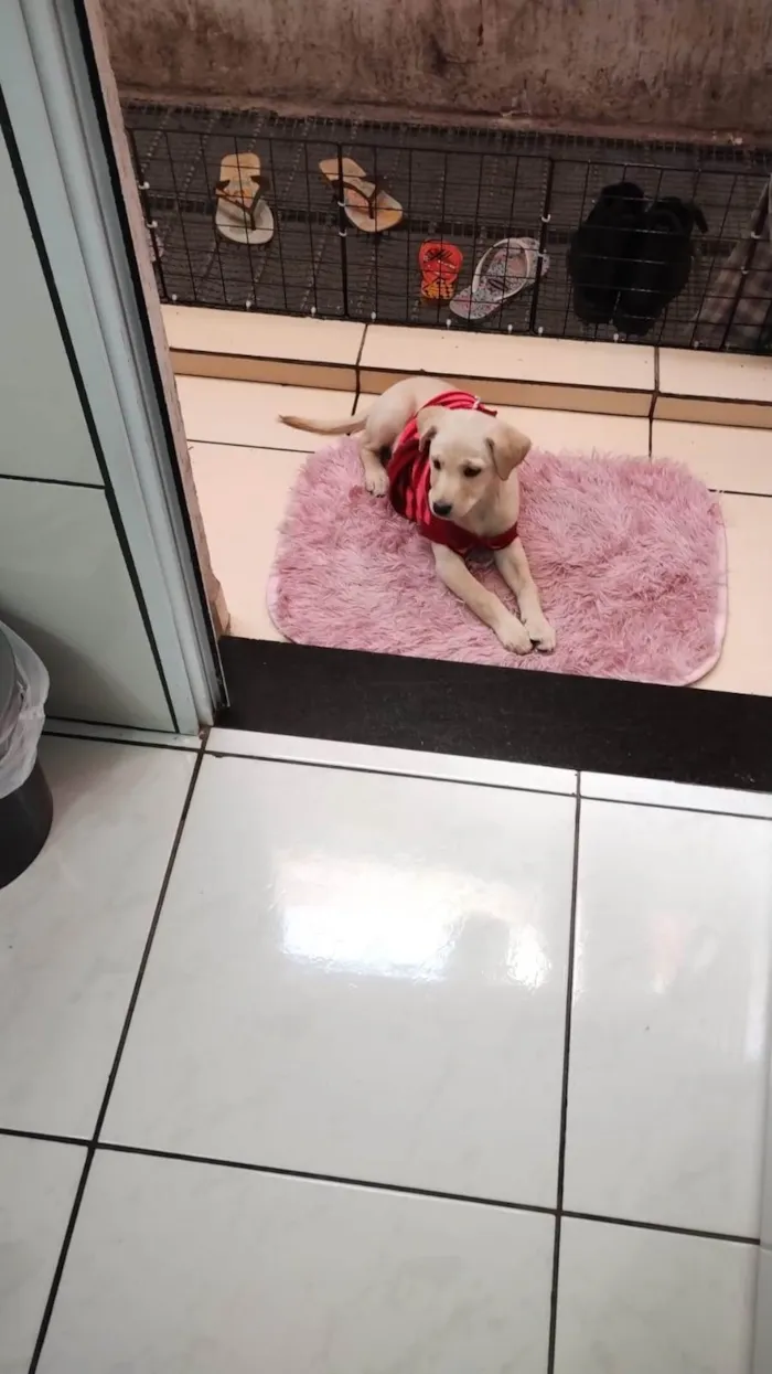 Cachorro ra a SRD com Labrador  idade 2 a 6 meses nome Mel