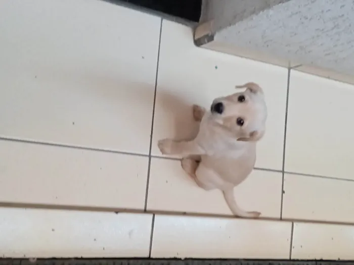 Cachorro ra a SRD com Labrador  idade 2 a 6 meses nome Mel