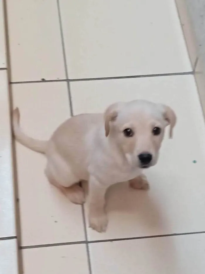 Cachorro ra a SRD com Labrador  idade 2 a 6 meses nome Mel
