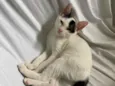 Nala 