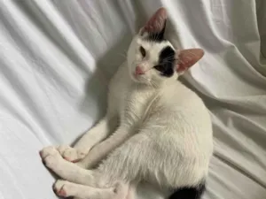 Gato raça SRD-ViraLata idade 2 a 6 meses nome Nala 