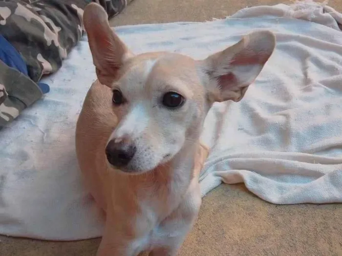 Cachorro raça Srd idade 2 anos nome Elsa