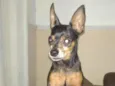 Cachorro raça Pinscher idade 6 ou mais anos nome Nick