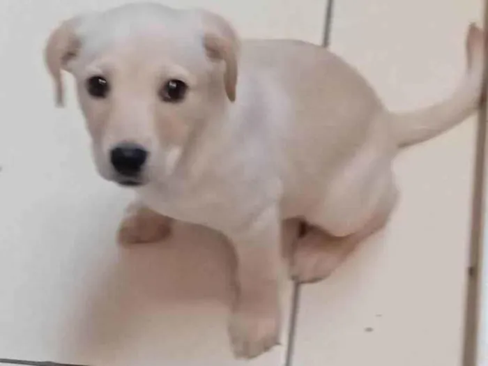 Cachorro ra a SRD com Labrador  idade 2 a 6 meses nome Mel