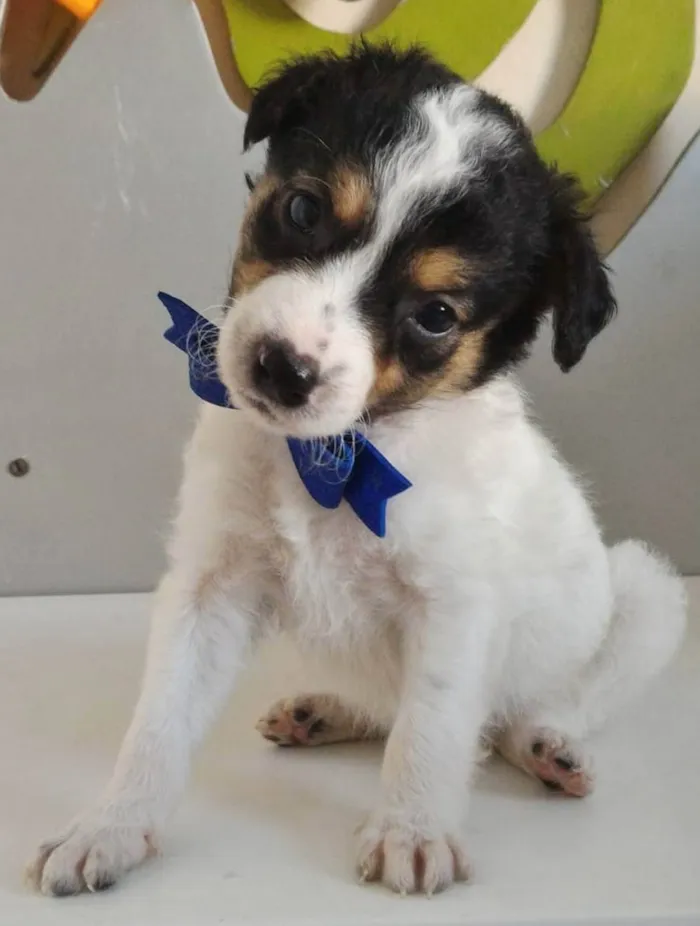 Cachorro raça SRD-ViraLata idade 2 a 6 meses nome MIGUEL