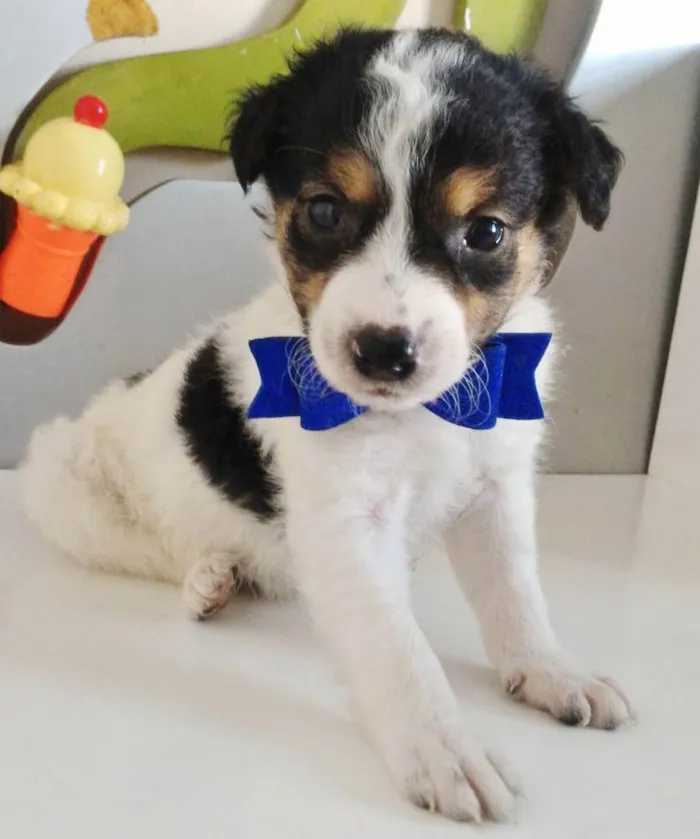 Cachorro raça SRD-ViraLata idade 2 a 6 meses nome MIGUEL