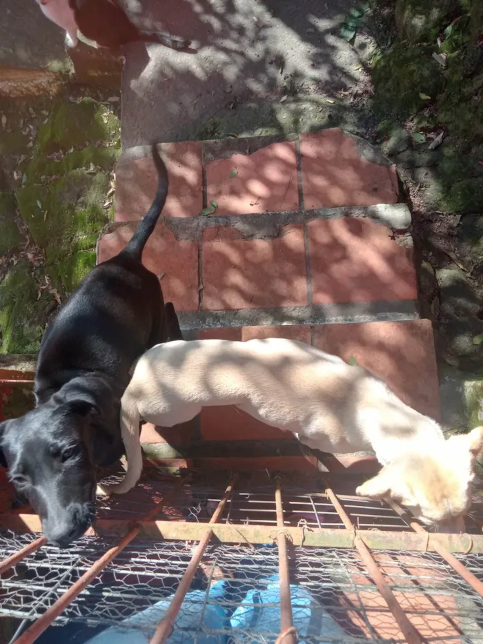 Cachorro ra a SRD-ViraLata idade 2 a 6 meses nome Amarelo e Preta