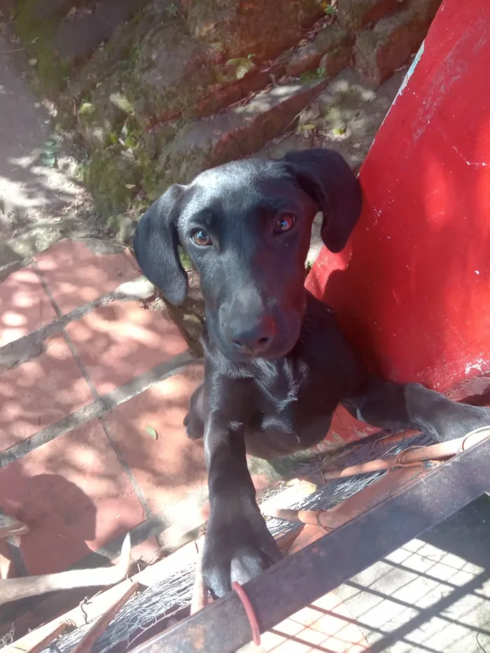 Cachorro ra a SRD-ViraLata idade 2 a 6 meses nome Amarelo e Preta