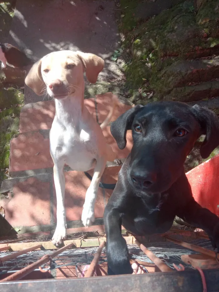 Cachorro ra a SRD-ViraLata idade 2 a 6 meses nome Amarelo e Preta