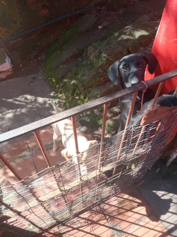 Cachorro ra a SRD-ViraLata idade 2 a 6 meses nome Amarelo e Preta