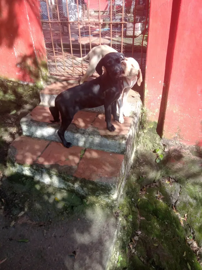 Cachorro ra a SRD-ViraLata idade 2 a 6 meses nome Amarelo e Preta