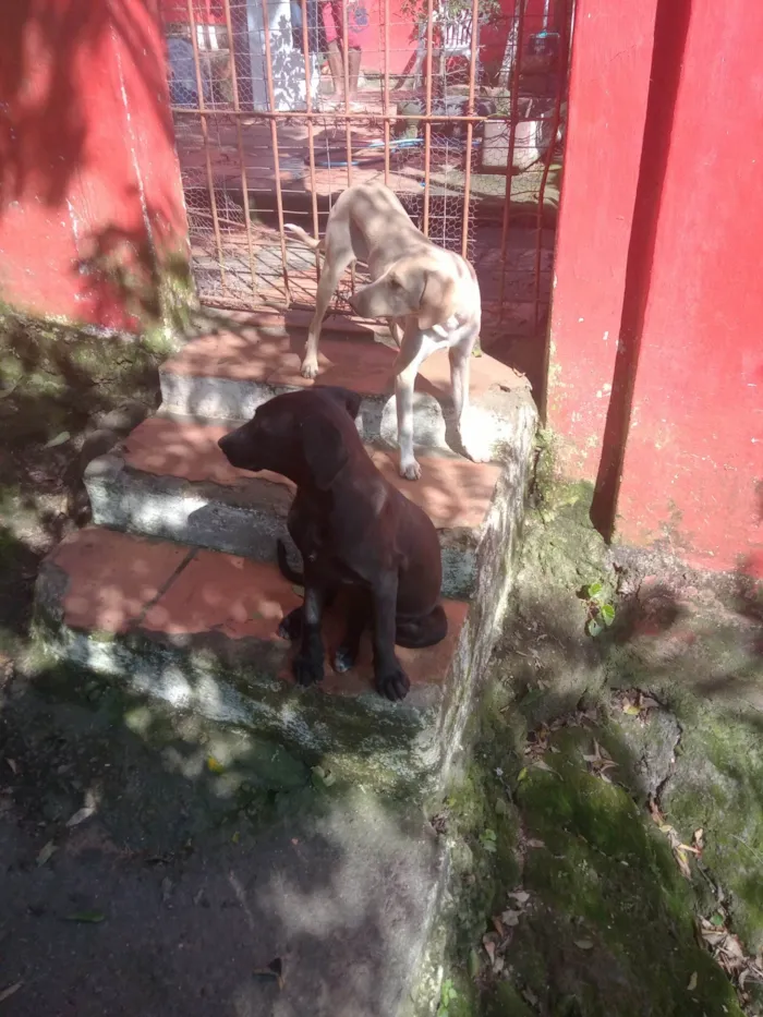 Cachorro ra a SRD-ViraLata idade 2 a 6 meses nome Amarelo e Preta