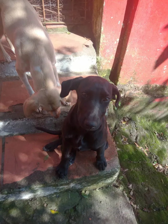 Cachorro ra a SRD-ViraLata idade 2 a 6 meses nome Amarelo e Preta
