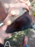 Amarelo e Preta