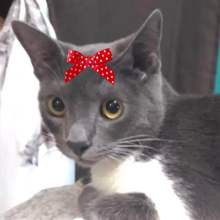 Gato ra a Mestica  idade 2 a 6 meses nome Jade 