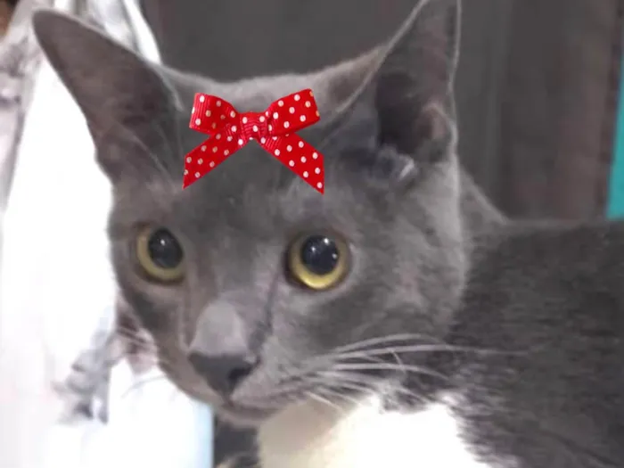 Gato ra a Mestica  idade 2 a 6 meses nome Jade 