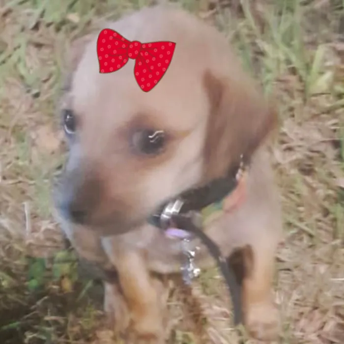 Cachorro ra a Mestica  idade 2 a 6 meses nome Sofia 