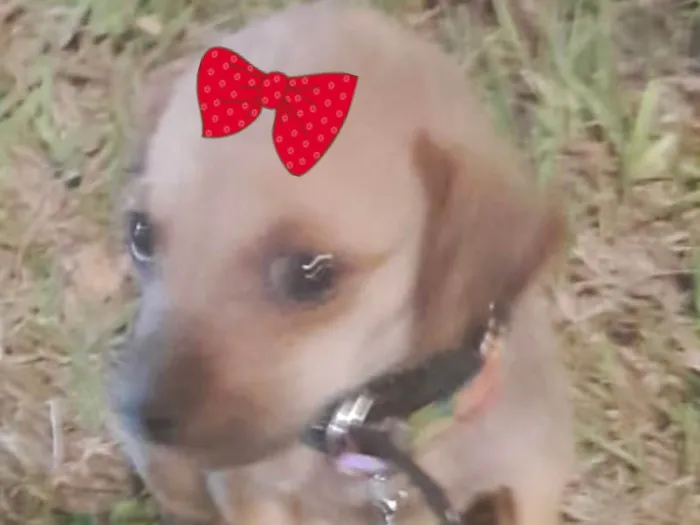 Cachorro ra a Mestica  idade 2 a 6 meses nome Sofia 