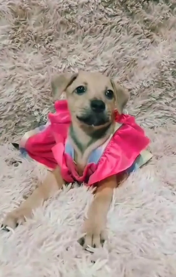 Cachorro ra a SEM RAÇA DEFINIDA.  idade 2 a 6 meses nome Lory