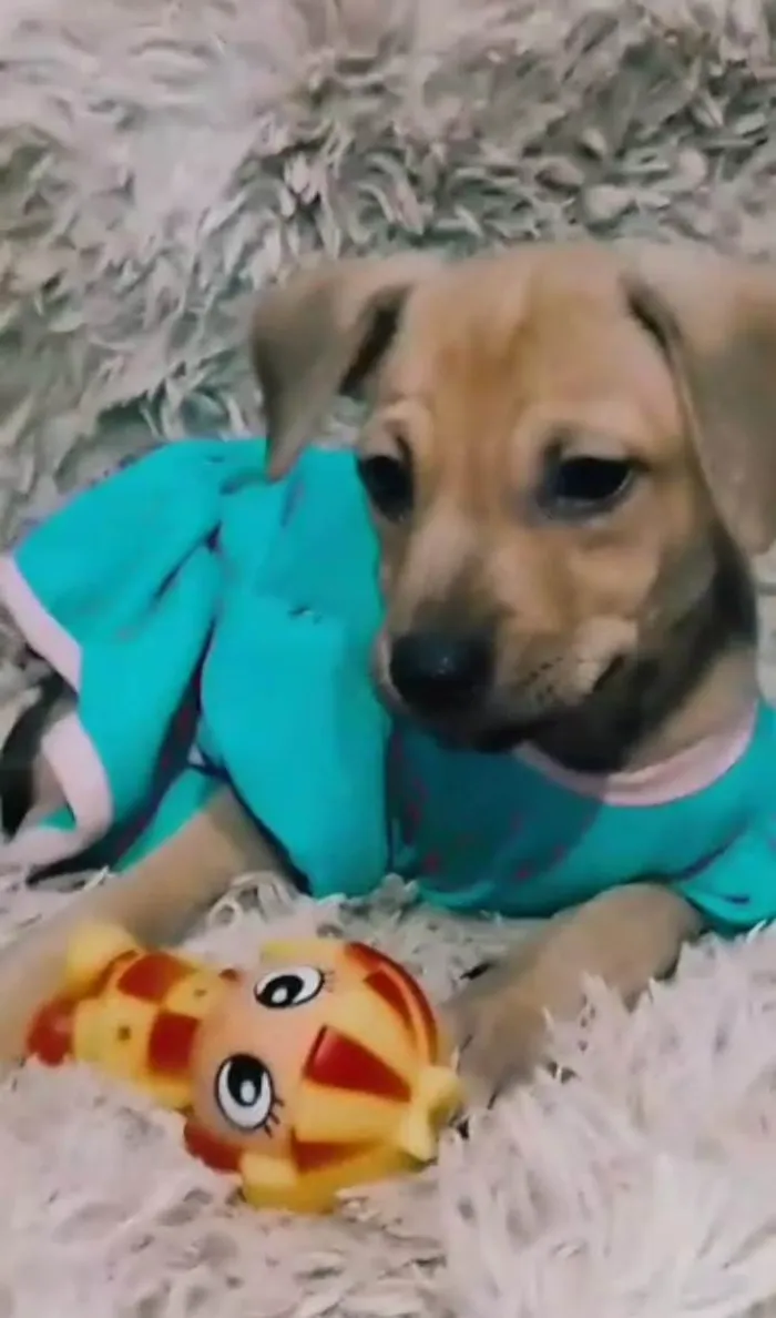 Cachorro ra a SEM RAÇA DEFINIDA.  idade 2 a 6 meses nome Lory