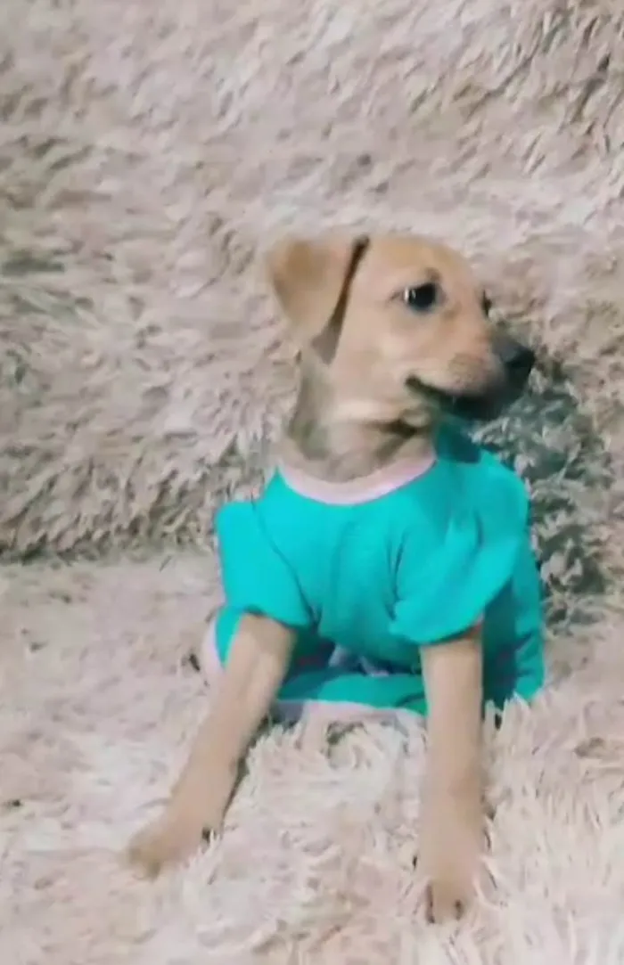 Cachorro ra a SEM RAÇA DEFINIDA.  idade 2 a 6 meses nome Lory