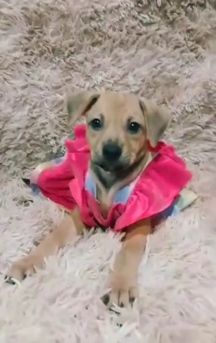 Cachorro ra a SEM RAÇA DEFINIDA.  idade 2 a 6 meses nome Lory