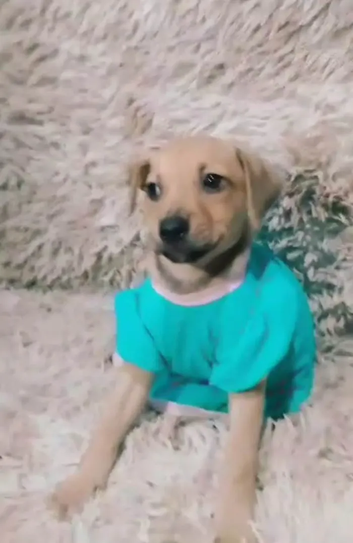 Cachorro ra a SEM RAÇA DEFINIDA.  idade 2 a 6 meses nome Lory