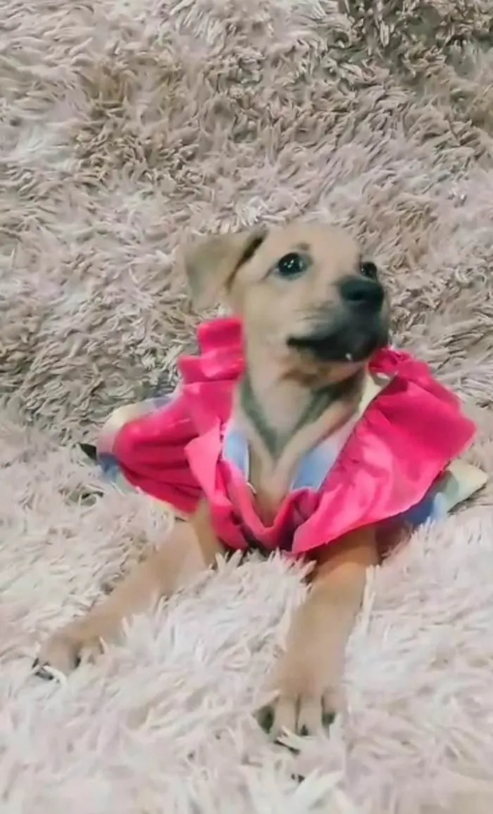 Cachorro ra a SEM RAÇA DEFINIDA.  idade 2 a 6 meses nome Lory
