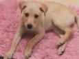 Cachorro raça SRD-ViraLata/labrador  idade 2 a 6 meses nome Mel