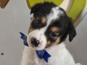 Cachorro raça SRD-ViraLata idade 2 a 6 meses nome MIGUEL
