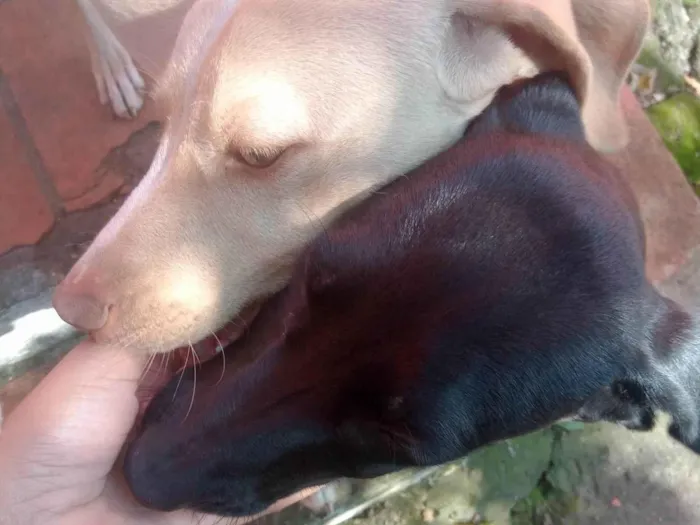Cachorro ra a SRD-ViraLata idade 2 a 6 meses nome Amarelo e Preta