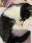 Gato