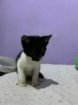 Gato