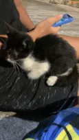 Gato
