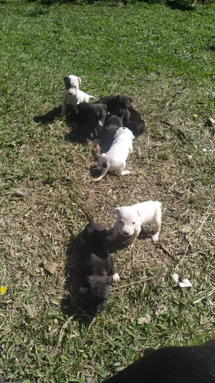 Cachorro ra a Pitbull com Askal idade Abaixo de 2 meses nome Filhotes 