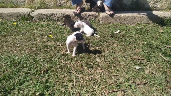 Cachorro ra a Pitbull com Askal idade Abaixo de 2 meses nome Filhotes 