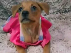 Cachorro raça SEM RAÇA DEFINIDA.  idade 2 a 6 meses nome Princesa.