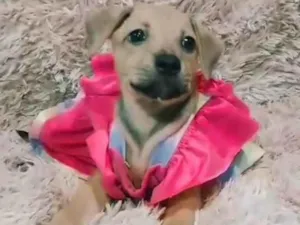 Cachorro raça SEM RAÇA DEFINIDA.  idade 2 a 6 meses nome Lory