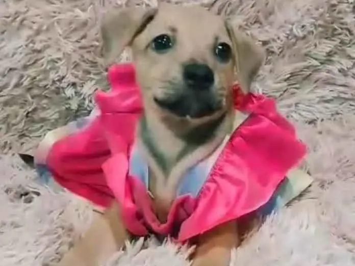 Cachorro ra a SEM RAÇA DEFINIDA.  idade 2 a 6 meses nome Lory