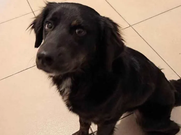 Cachorro ra a ViraLata idade 2 anos nome Mingo