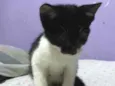 Gato