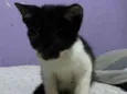 Gato