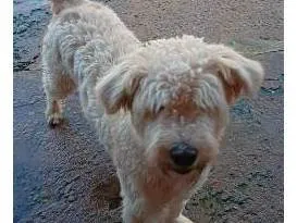 Cachorro raça SRD-ViraLata idade 2 anos nome Ferdinando