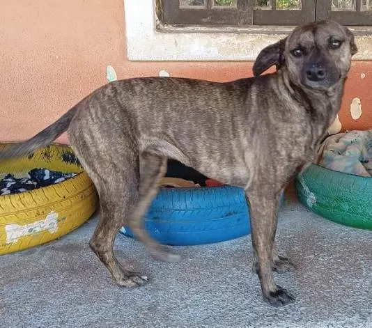 Cachorro ra a SRD-ViraLata idade 3 anos nome Esmeralda Fofa