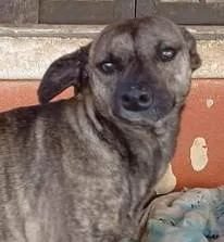 Cachorro ra a SRD-ViraLata idade 3 anos nome Esmeralda Fofa