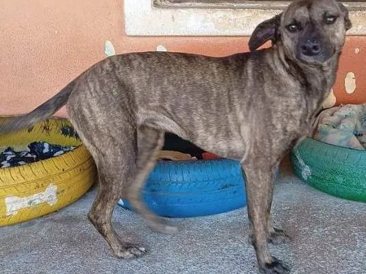 Cachorro ra a SRD-ViraLata idade 3 anos nome Esmeralda Fofa