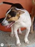 Cachorro raça SRD-ViraLata idade 1 ano nome Bull Terrier