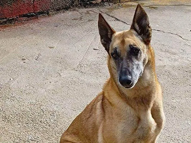 Cachorro raça Pastor Alemão idade 6 ou mais anos nome Pastora Séria